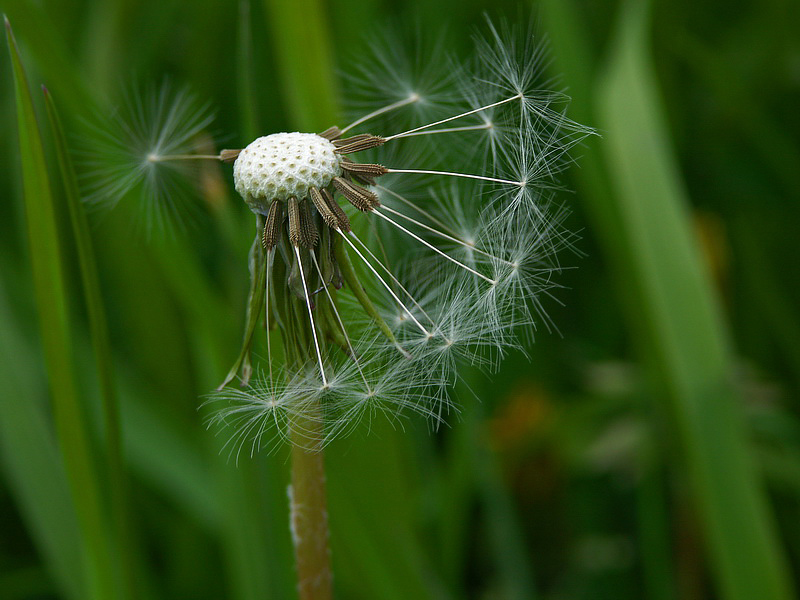 Texel Blume  PICT 1580_Bildgröße ändern.jpg